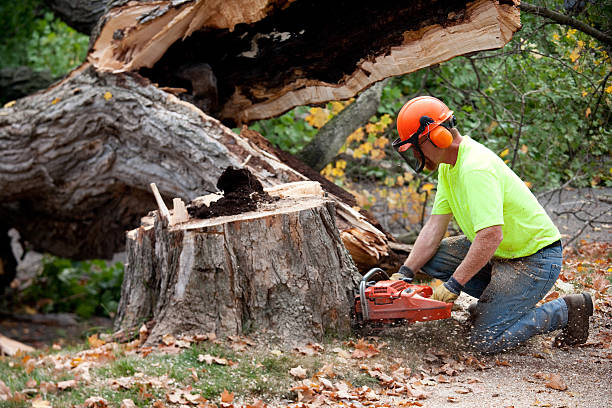 Reliable Greene, RI Tree Services Solutions